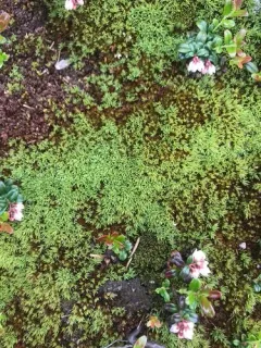 Toothed Pogonatum Moss thumbnail 2