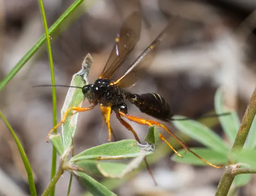 Coleocentrus manni