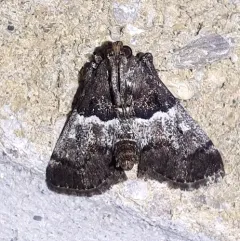 Zeller's Macalla Moth thumbnail 2
