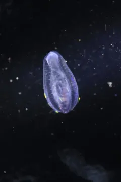 Beroe mitrata thumbnail 1
