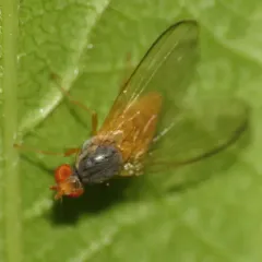 Palloptera claripennis thumbnail 4