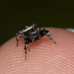 Hart's Jumping Spider thumbnail 3