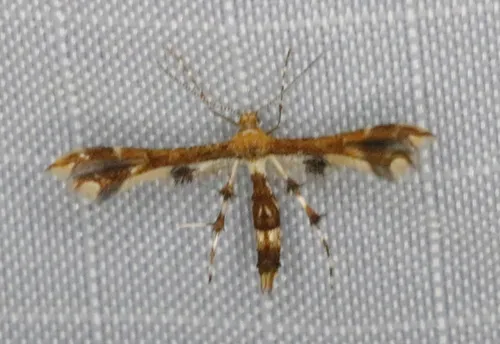 Himmelman's Plume Moth
