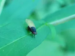 Minettia longipennis thumbnail 3