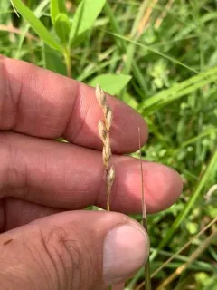 whitescale sedge thumbnail 2
