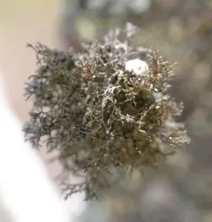 Coastal Thornbush Lichen thumbnail 3