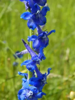 Slim Larkspur thumbnail 4