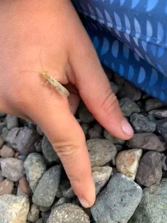 Two-lined Stripetail thumbnail 2