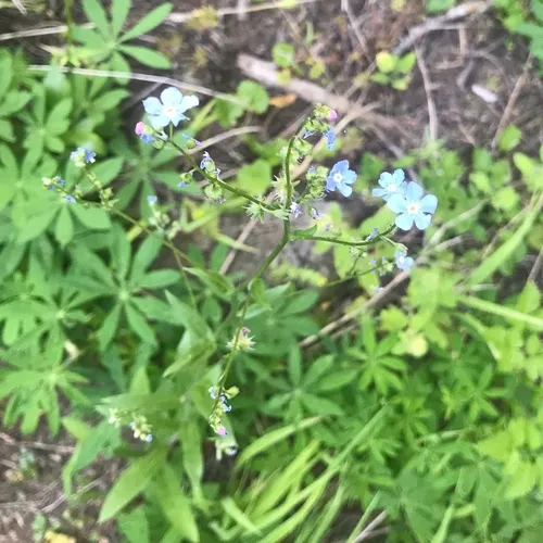Jessica's stickseed