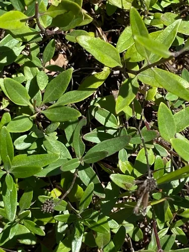 serpentine monardella