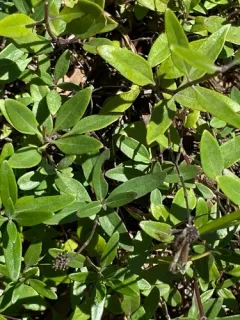 serpentine monardella thumbnail 1