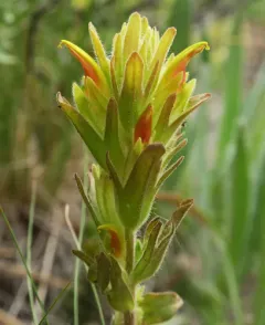 Green-tinged Paintbrush thumbnail 2