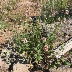 nettle-leaf giant hyssop thumbnail 2