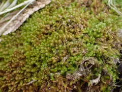 Ladder Flapwort thumbnail 2