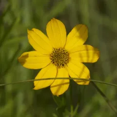 Prairie Coreopsis thumbnail 4