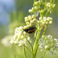 Swamp Milkweed Leaf Beetle thumbnail 4