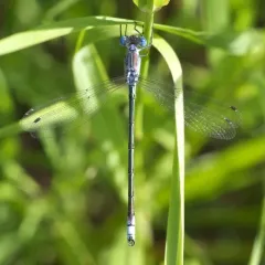 Lyre-tipped Spreadwing thumbnail 4