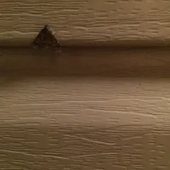 Glossy Black Idia Moth thumbnail 3