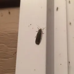 Bicolored Lichen Moth thumbnail 3