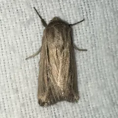 Two-lined Wainscot thumbnail 2