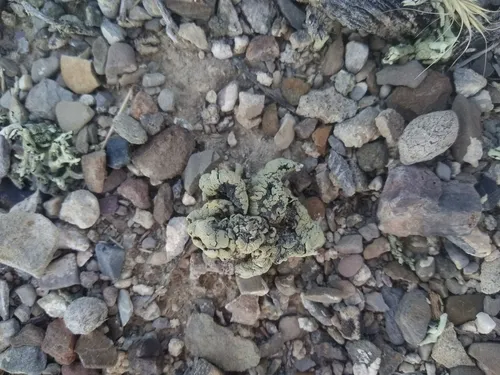 Rhizoplaca idahoensis