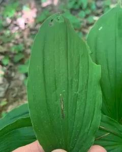 Synchysa tricincta thumbnail 4