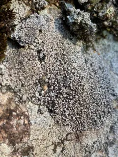 Powdery Almond Lichen thumbnail 3