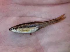 Blacknose Shiner thumbnail 3