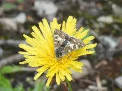 Schinia intermontana thumbnail 3