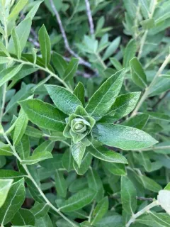 Rabdophaga saliciscoryloides thumbnail 4