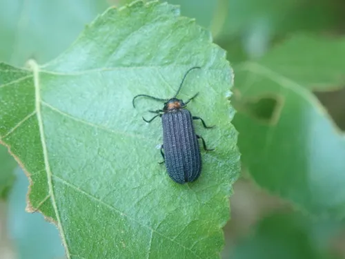 Lopheros fraternus