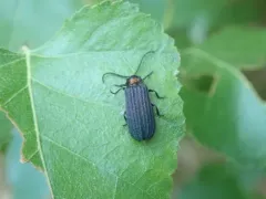 Lopheros fraternus thumbnail 1