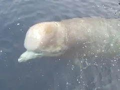 North Atlantic Bottlenose Whale thumbnail 2