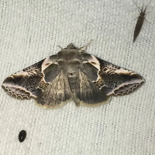 Lettered Habrosyne Moth