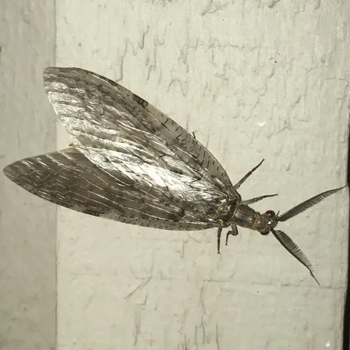 Summer Fishfly