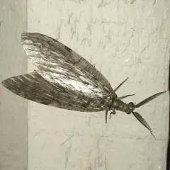 Summer Fishfly thumbnail 1