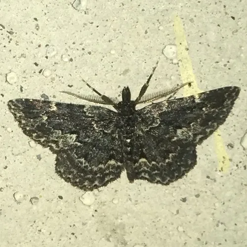 Waved Black
