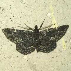 Waved Black thumbnail 1