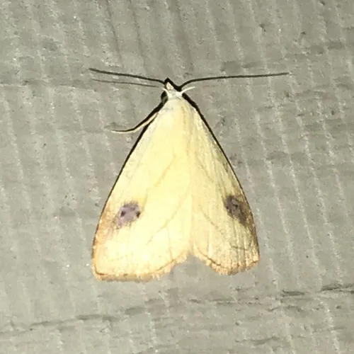 Spotted Grass Moth