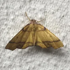 Straight-lined Plagodis Moth thumbnail 2