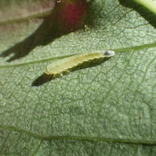 Dineura militaris