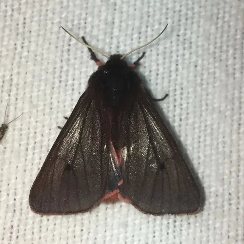 Ruby Tiger Moth