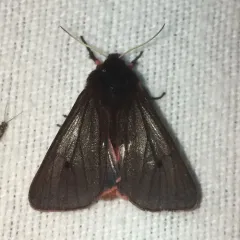 Ruby Tiger Moth thumbnail 1