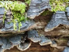 Oak Curtain Crust Fungus thumbnail 1