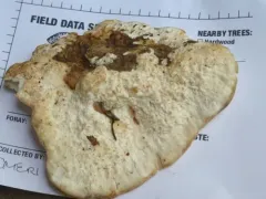 Calcipostia guttulata thumbnail 1
