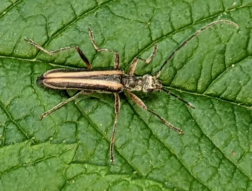 Leptalia macilenta