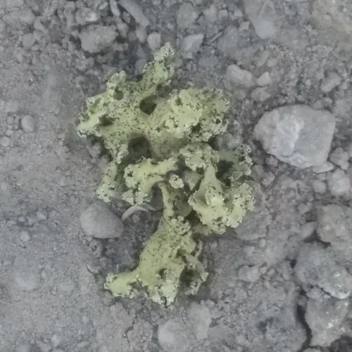 Rhizoplaca haydenii