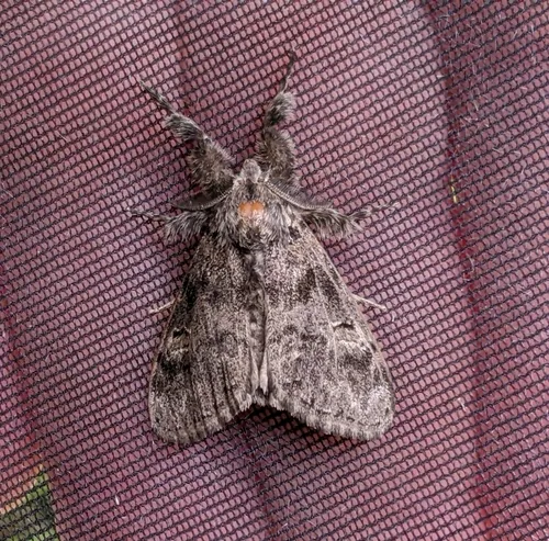 Grizzled Tussock Moth