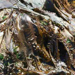 winged kelp thumbnail 1