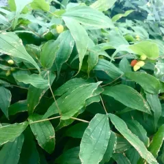 Hooker's fairybells thumbnail 3